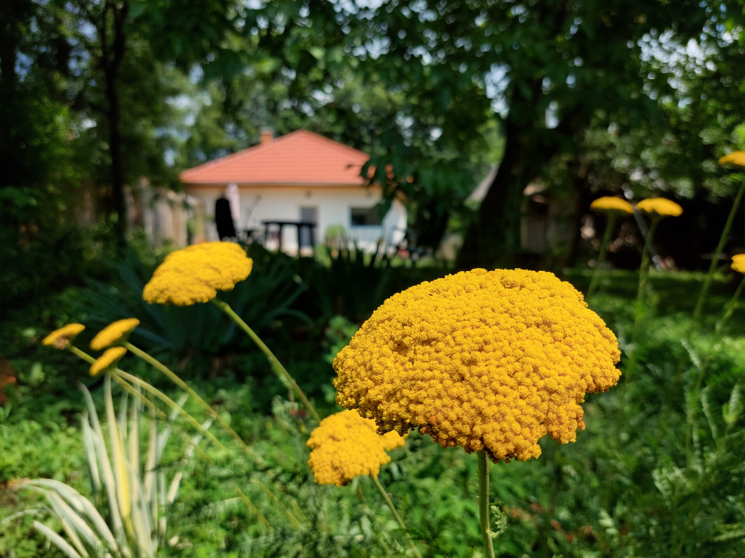 20230722_121336 A birslak vendégház kertje makkoshotykán, virágokkal